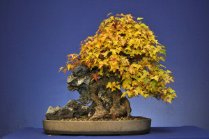 10869697043_8de4cc1b9d_z